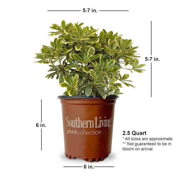 SOUTHERN LIVING 2.5 qt. Mojo Pittosporum Shrub (Japanese Mock