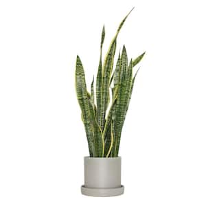 6 in. Sanseveria Laurentii Snake Plant in 7 in. Semi Matte Stone Hyde Container