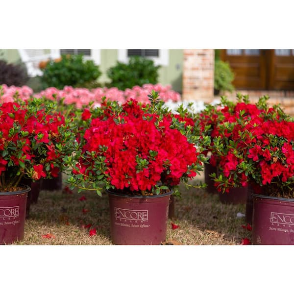 ENCORE AZALEA 1 Gal. Encore Autumn Fire Azalea Shrub with Rich True Red  Color Reblooming Flowers 10213 - The Home Depot