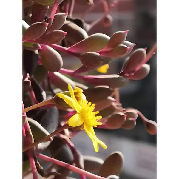 Unbranded Othonna Capensis Yellow Blossom Color, Succulent Plant Suitable for Spring Summer Fall