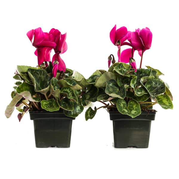 Unbranded 1.21-Pint Purple Cyclamen Latinia in 4 in. Pot (2-Pack)