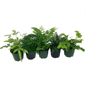 Exotic Fern Assortment - 5 Live Plants in 4 in. Pots - Growers Choice Based On Health, Beauty and Availability