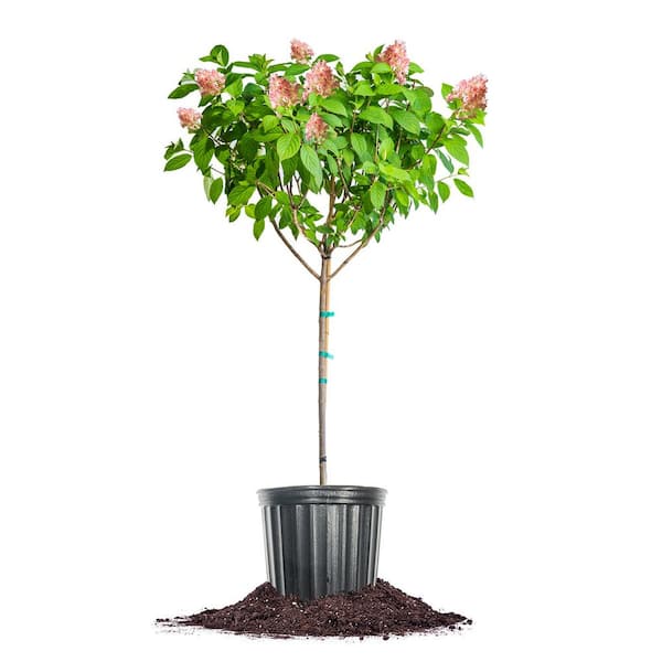 Perfect Plants Pinky Winky Hydrangea Tree In 5 Gal. Growers Pot, Large Pink White Flower Cones