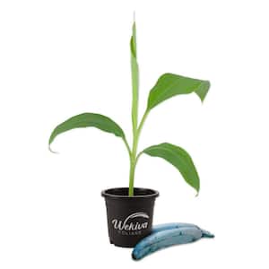 Ice Cream Banana Tree - Live Tree in a 4 Inch Pot - Blue Java - Edible Plant Fruit Bearing Tree for The Patio and Garden