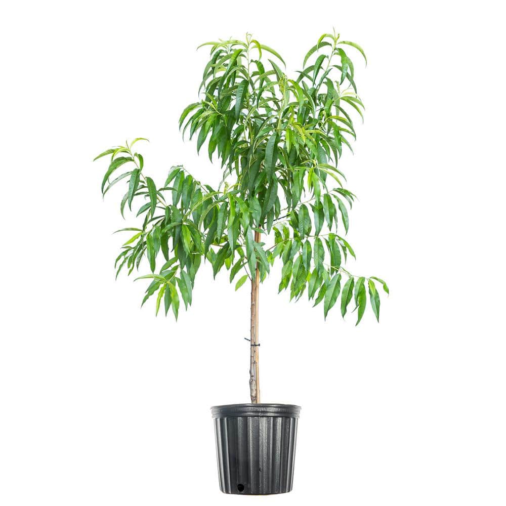 Perfect Plants 4 ft. to 5 ft. Tall TexStar Peach Tree in Growers Pot ...