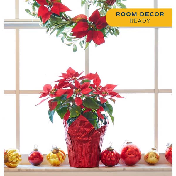 Fresh Red Poinsettia Indoor Plant with 1 Pt. Red Pot Cover, Avg. Shipping Height 10 in Tall (Live 12-Pack)