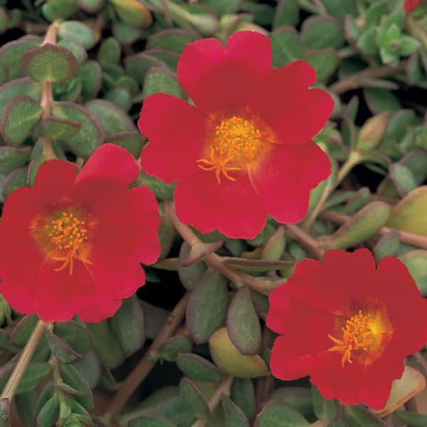Vigoro 1 Qt. Red Purslane Plant