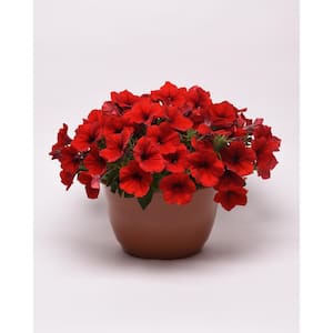1 Qt. Red Easy Wave Petunia Annual Live Plant with Red Flowers (4-Pack)