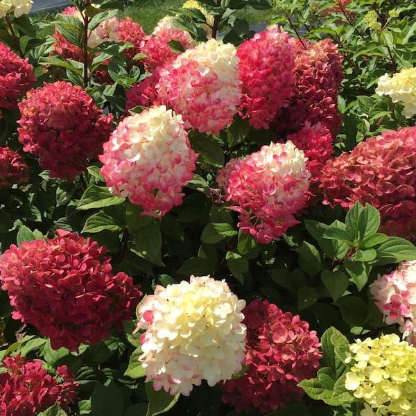 PROVEN WINNERS 3 Gal. Little Lime Punch Hydrangea (Paniculata) Live Shrub, Lime Green to White to Rich Red Flowers