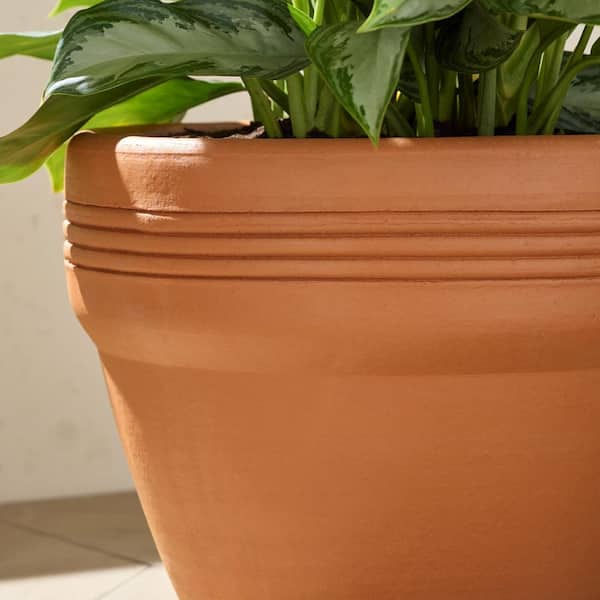 potted aquarium plants Echinodorus Grandiflorus - Amazon Sword Plant