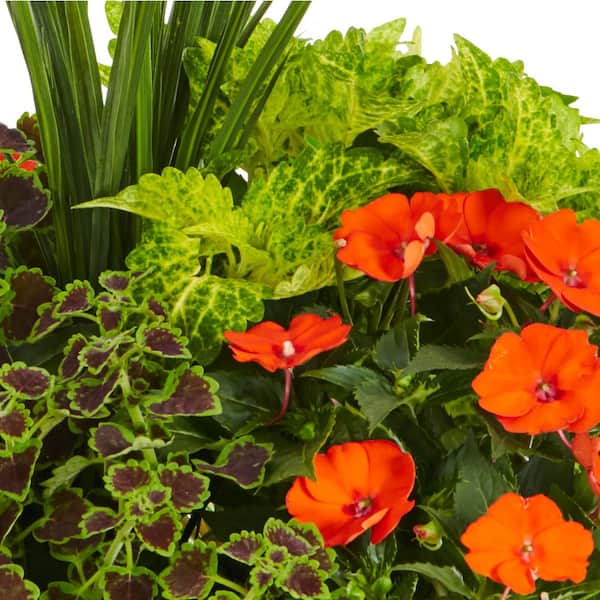 SunPatiens 5.32 Gal. Coleus Lysimachia SunPatiens Impatiens Combo