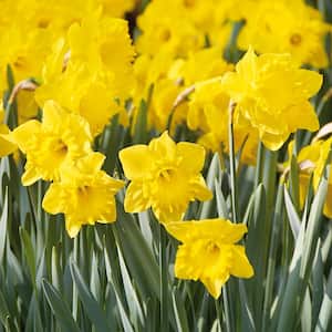 VAN ZYVERDEN Daffodils Bulbs Dutch Master (Set of 25) 21446 - The