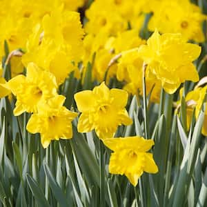 Daffodils Bulbs Dutch Master (Set of 50)