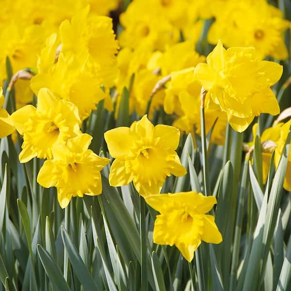 VAN ZYVERDEN Daffodils Bulbs Dutch Master (Set of 50)