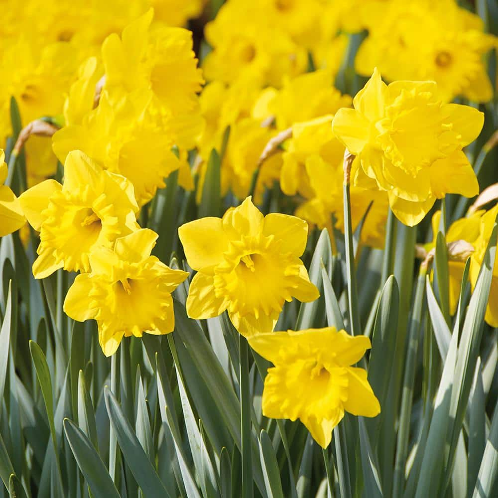  Dutch Master Daffodil 100 Bulbs - 12/14 cm Bulbs : Patio, Lawn  & Garden