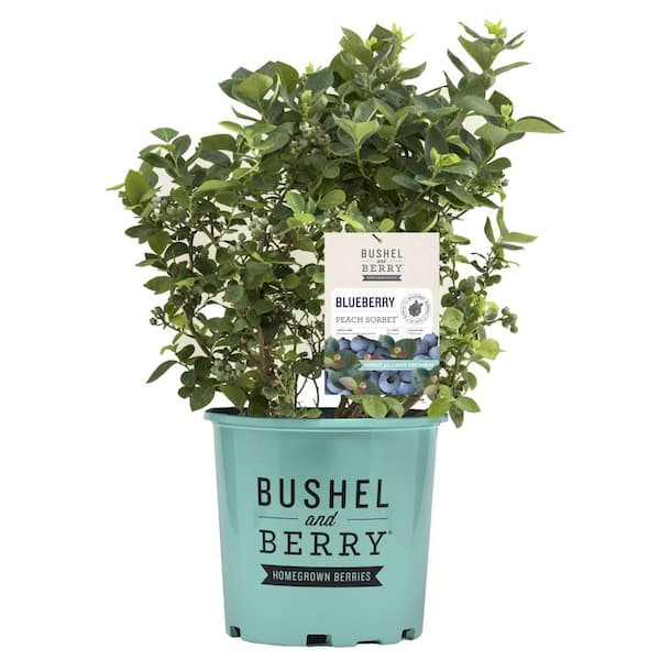 2 Gal. Bushel and Berry Peach Sorbet Blueberry Live Plant