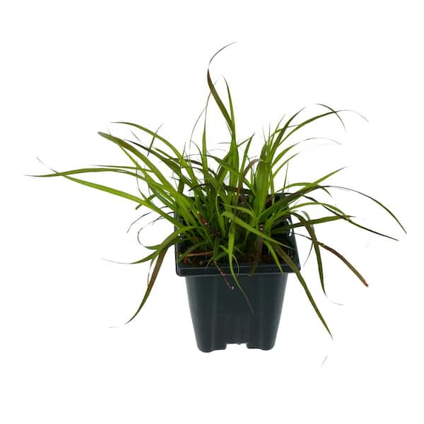 Unbranded Annual Pennisetum Rubrum Grass 1.0 Qt.