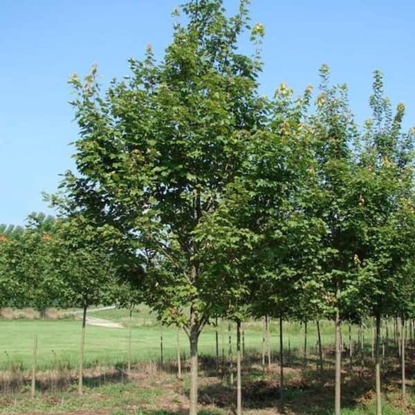 7 Gal. Brandywine Maple Shade Tree