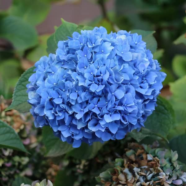 national PLANT NETWORK 4 in. 3-in-1 Hydrangea Shrub with Blue-Pink