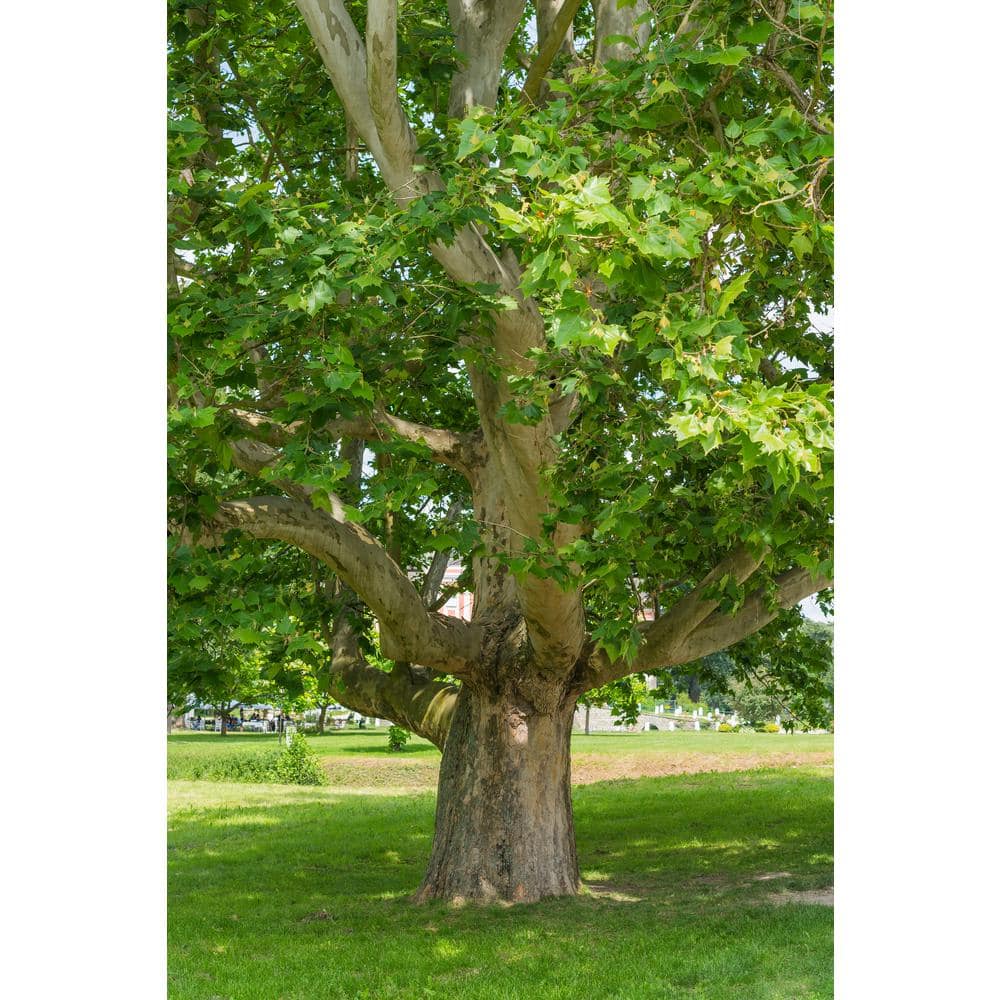 3 ft. Bloodgood London Plane Tree with Fast Growth and Large Beautiful Form price history on PriceWatchPro