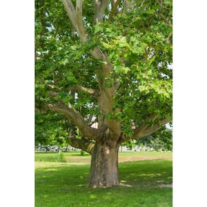 3 ft. Bloodgood London Plane Tree with Fast Growth and Large Beautiful Form