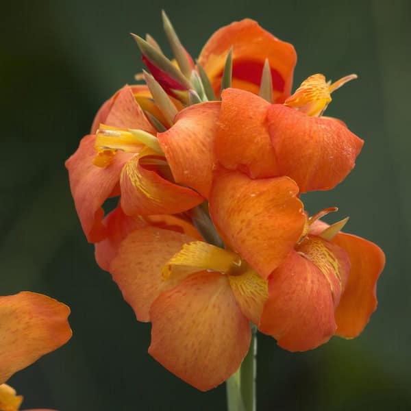 national PLANT NETWORK 3.25 in. Canna Cannova Orange Shades Perennial Plant with Orange Flowers (3-Pack)
