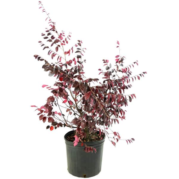 national PLANT NETWORK 2.25 Gal. Loropetalum Carolina Midnight Flowering Shrub with Fuchsia Flowers
