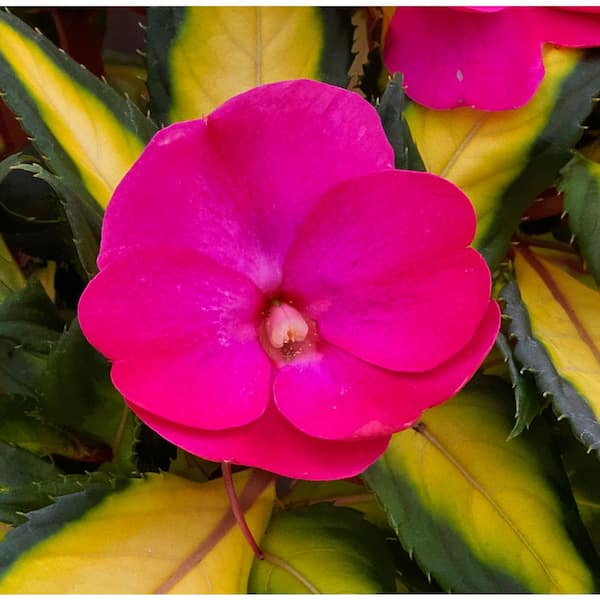 SunPatiens 2.5 In. Compact Tropical Rose SunPatiens Impatiens Outdoor Annual Plant with Pink Flowers (6-Plants)