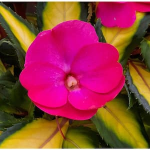 2.5 In. Compact Tropical Rose SunPatiens Impatiens Outdoor Annual Plant with Pink Flowers (6-Plants)