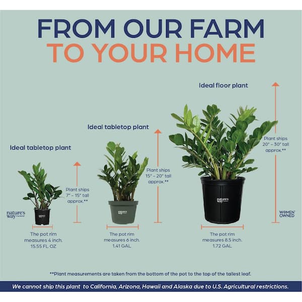 NATURE'S WAY FARMS Zz Plant Live Indoor Plant in Growers Pot
