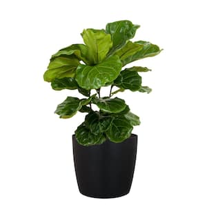 Fiddle Leaf Fig Ficus Lyrata Bush Live Indoor Outdoor Plant in 10 inch Premium Sustainable Ecopots Dark Grey Pot