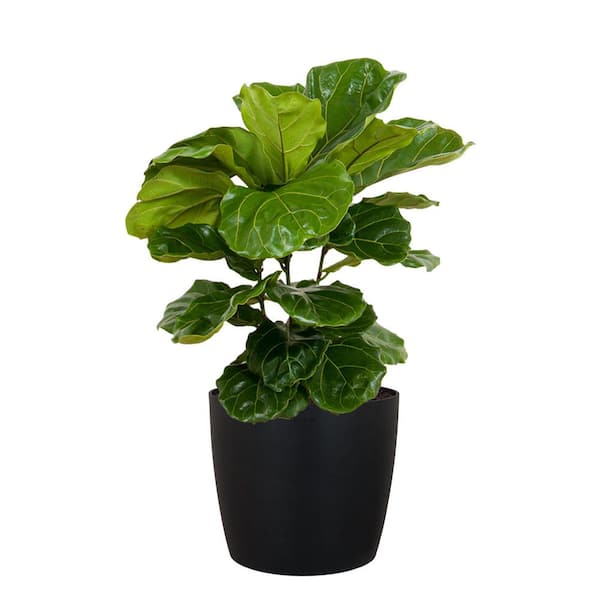 Urban Leaf - Suction Cup Shelf for Plants Window Bathroom or Kitchen
