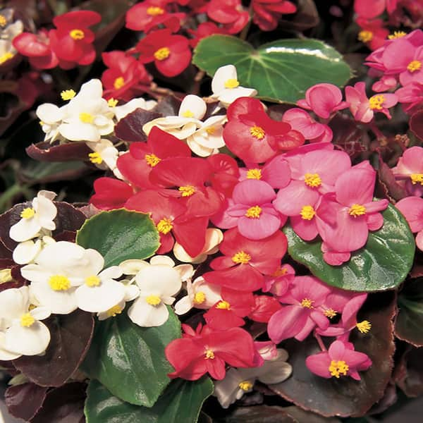 BELL NURSERY Begonia Plant (12-Pack) 1451 - The Home Depot