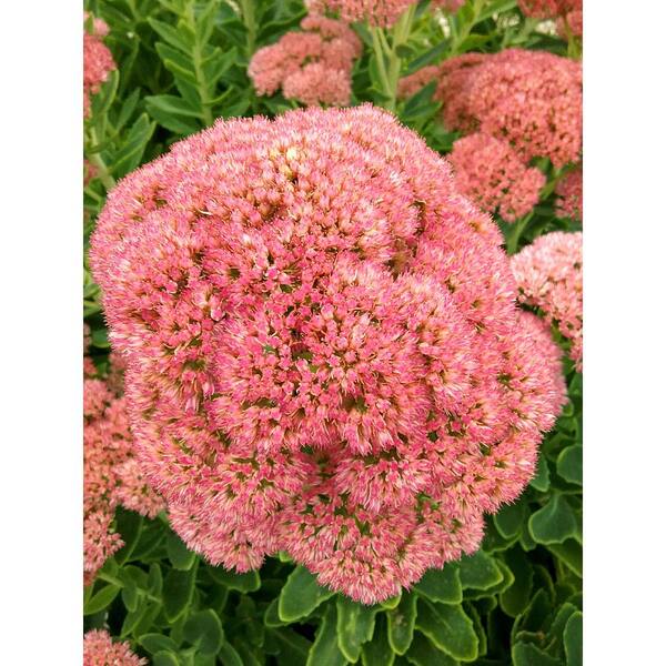 Unbranded 2.5 qt. Sedum X. Autumn Joy Perennial Plant with Pink Flowers-(4-Pack)