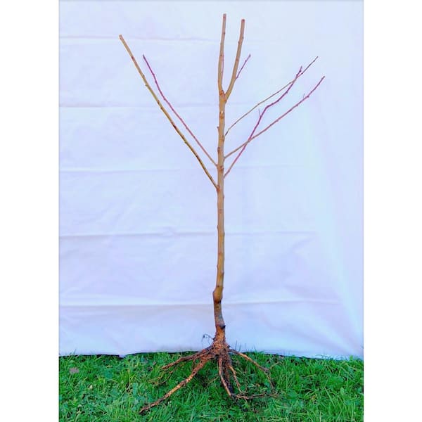 Online Orchards 3 ft. Halls Hardy Almond Bare Root Tree with