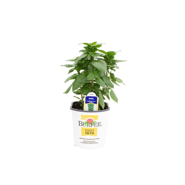 6 in. Pot Burpee Basil Thai Lamiaceae-Plant (2-Plants)