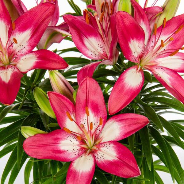 Vigoro 2 qt. Asiatic Lily Perfect Joy Pink and White Bicolor Perennial  Plant (3-Pack) 78590 - The Home Depot