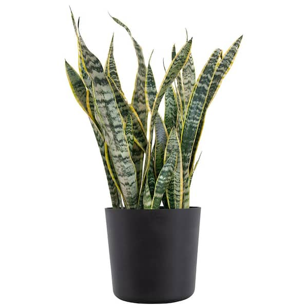 United Nursery Sansevieria Laurentii Live Indoor Outdoor Plant in 10 ...