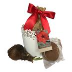 Red Lion Amaryllis Bulb White Tin Planting Kit