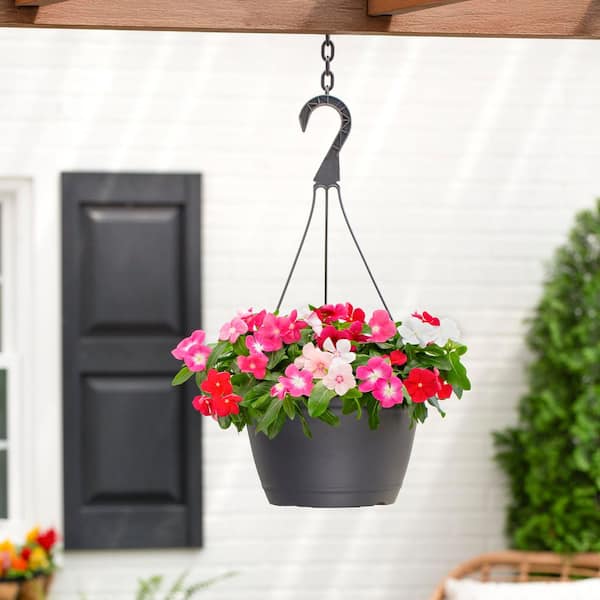 METROLINA GREENHOUSES 1.25 Gal. Vinca Trailing Decorative Hanging