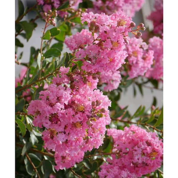 BLOOMABLES 3 Gal. Bloomables Bellini Guava Crape Myrtle Shrub with Light Pink Flowers