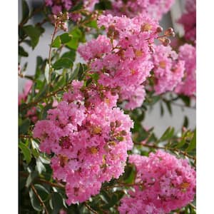 3 Gal. Crepe Myrtle Bellini Guava Shrub with Pink Flowers