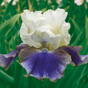 On Deck Reblooming Bearded Iris Perennial Plant Dormant Bare Root Rhizome (1-Pack)