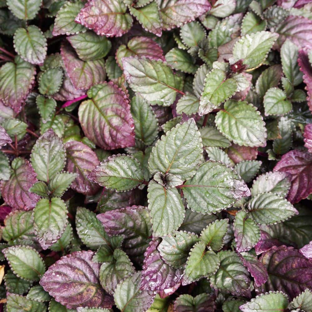 national PLANT NETWORK Purple Waffles Ivy Plant (Hemigraphis) in 4