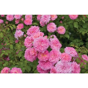 1 Gal. Sweet Drift Live Rose Bush with Pink Flowers