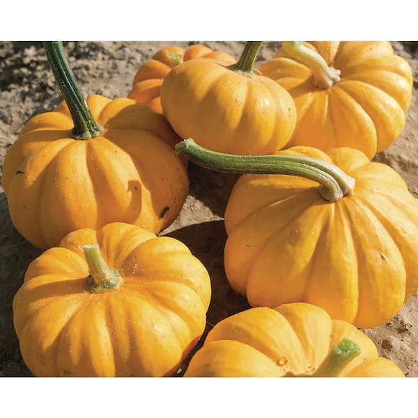 Organic Jack Be Little Pumpkin Seed