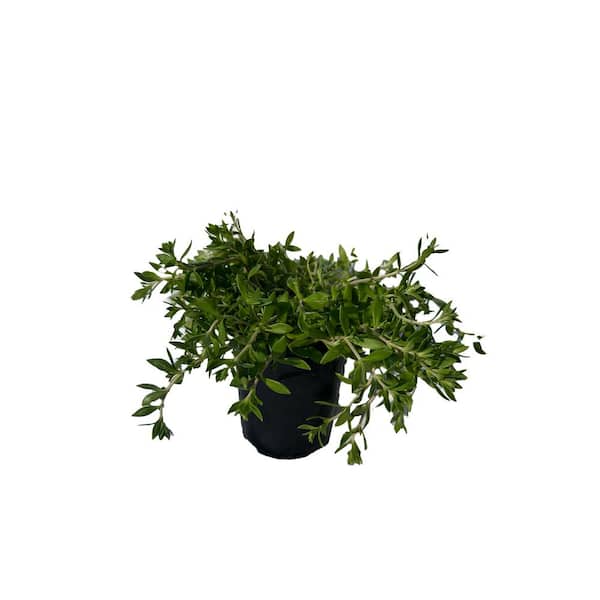 Cesicia 3-Piece Non-Fragrant Live Sedum Sarmentosum Stonecrop Planter Pet-safe