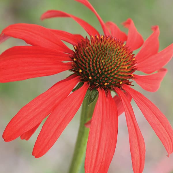 ALTMAN PLANTS 2.6 Qt. #1 Red Coneflower Plant
