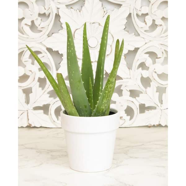aspidistra giftig Aspidistra elatior minor 'Milchstraße' – Secret Garden Plant Shop