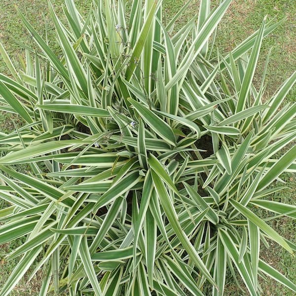 national PLANT NETWORK 1 gal. Flax Lily Plant with Violet Flowers